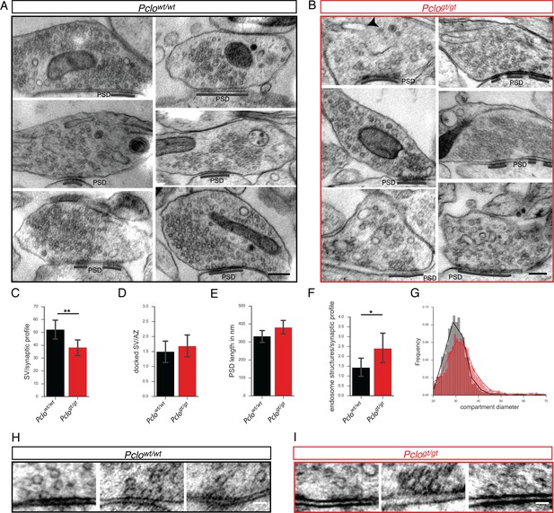 Critical Role For Piccolo In Synaptic Vesicle Retrieval 