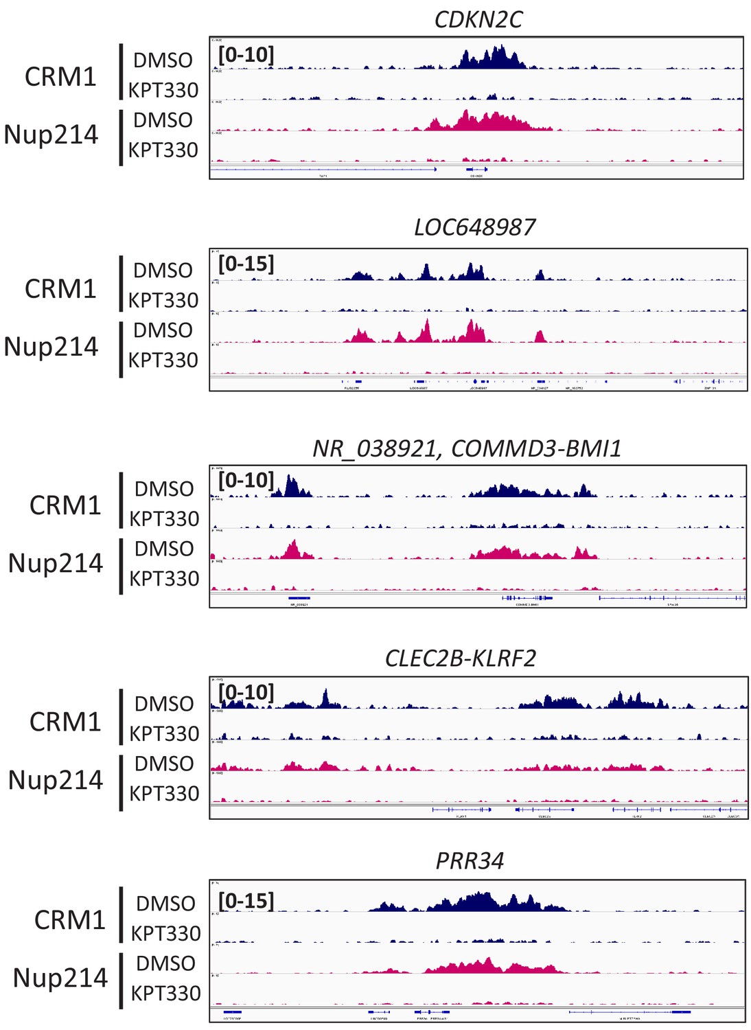 Figures And Data In Chromatin Bound CRM1 Recruits SET Nup214 And NPM1c