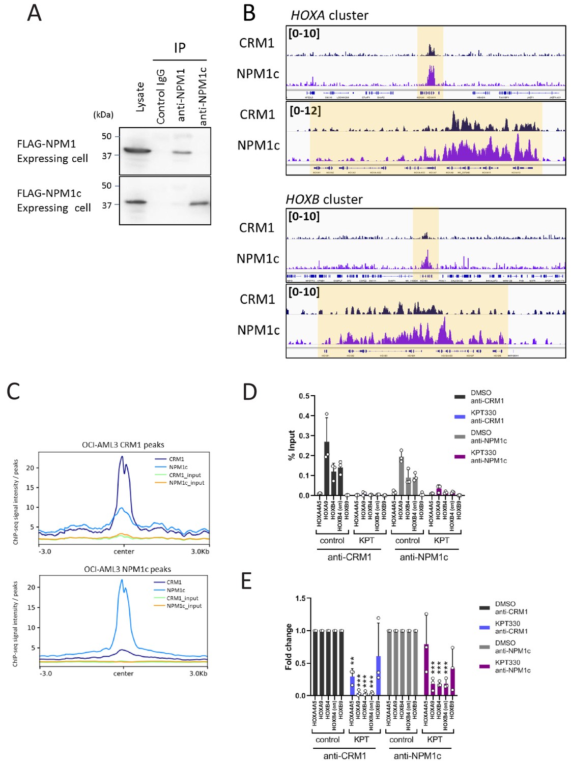 Figures and data in Chromatin-bound CRM1 recruits SET-Nup214 and NPM1c ...