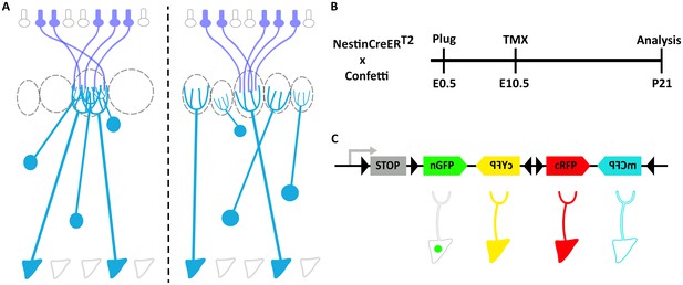 Figures and data in Lineage does not regulate the sensory synaptic ...