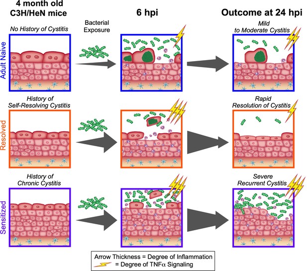 Mucosal infection rewires TNFɑ signaling dynamics to skew ...