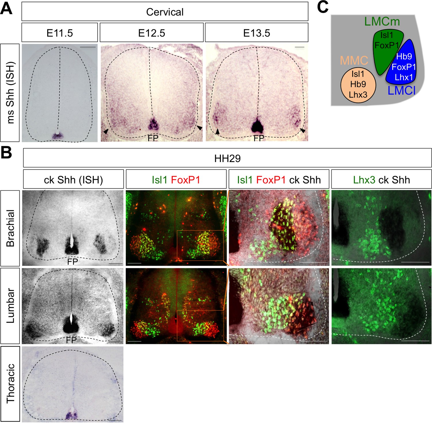 Critical roles of ARHGAP36 as a signal transduction mediator