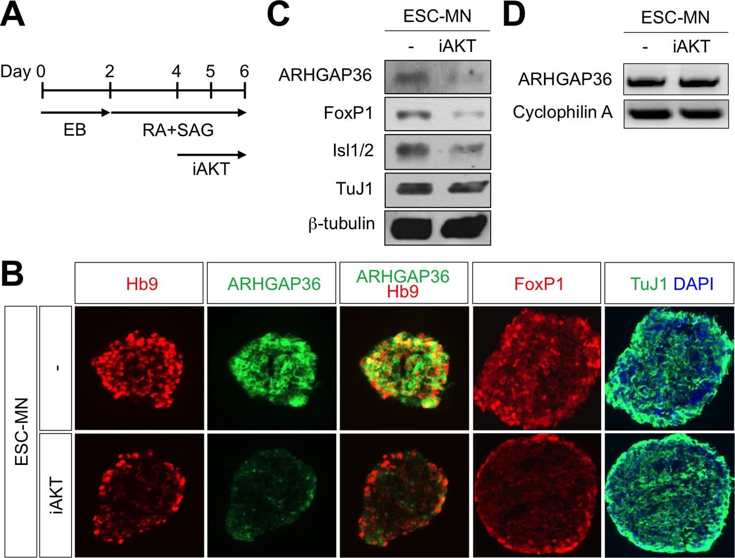 Critical roles of ARHGAP36 as a signal transduction mediator of 
