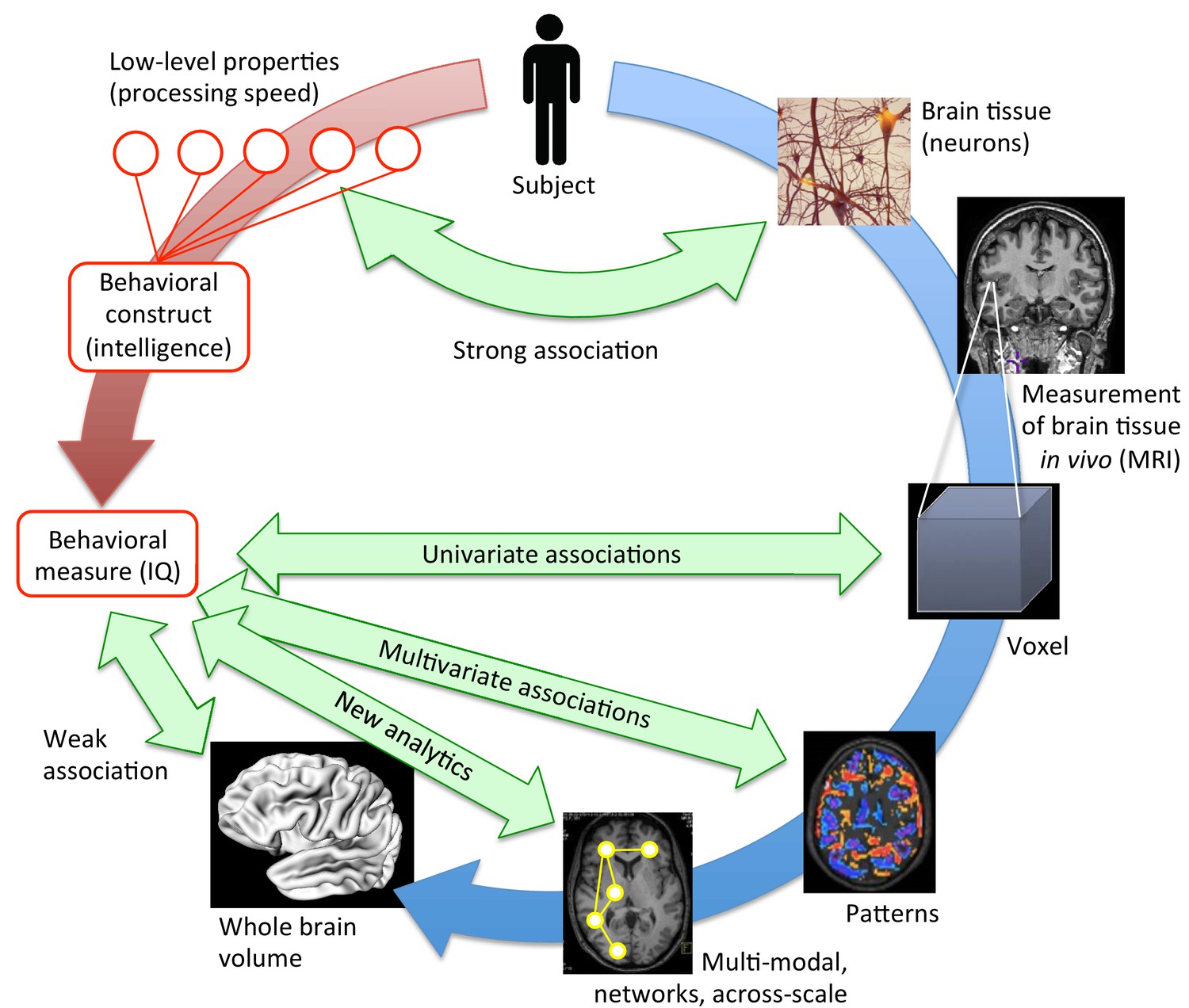 behavioural brain research