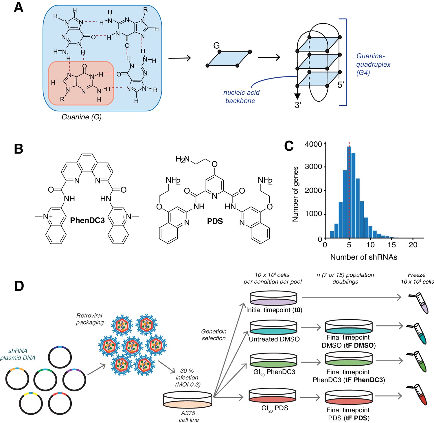 Frontiers | Single-cell RNA sequencing reveals that MYBL2 in