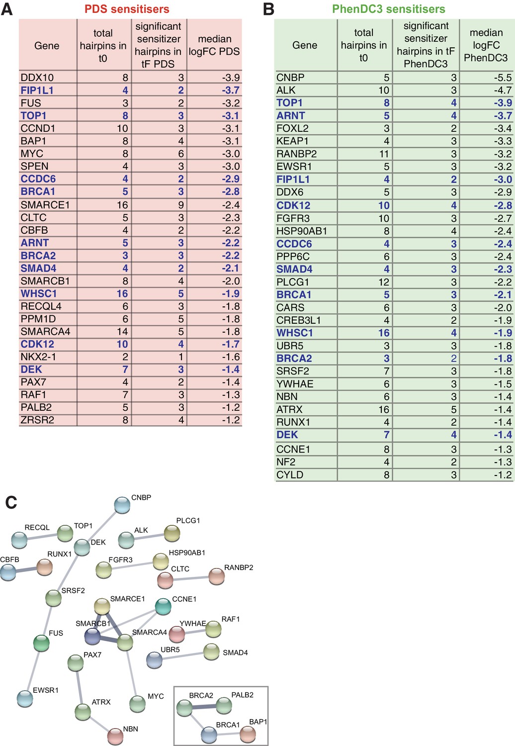 Genetic interactions of G-quadruplexes in humans | eLife