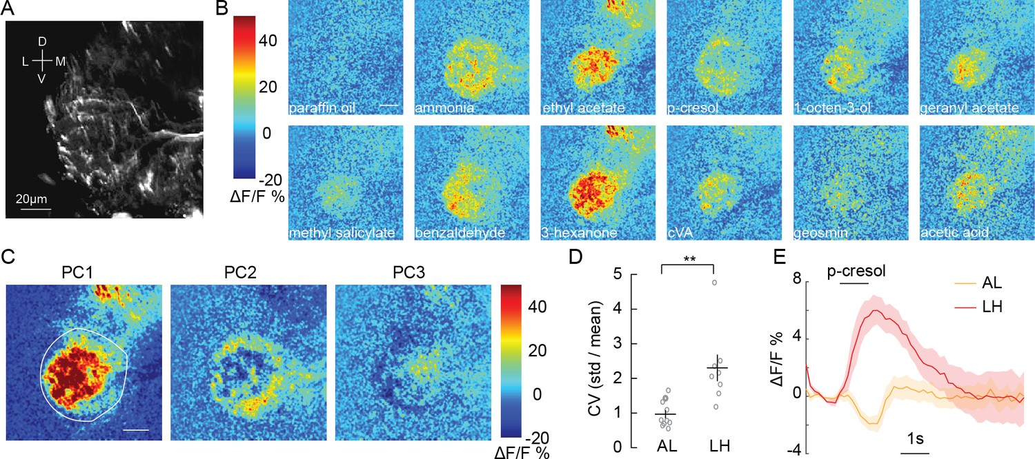 Local synaptic inputs support opposing, network-specific odor ...