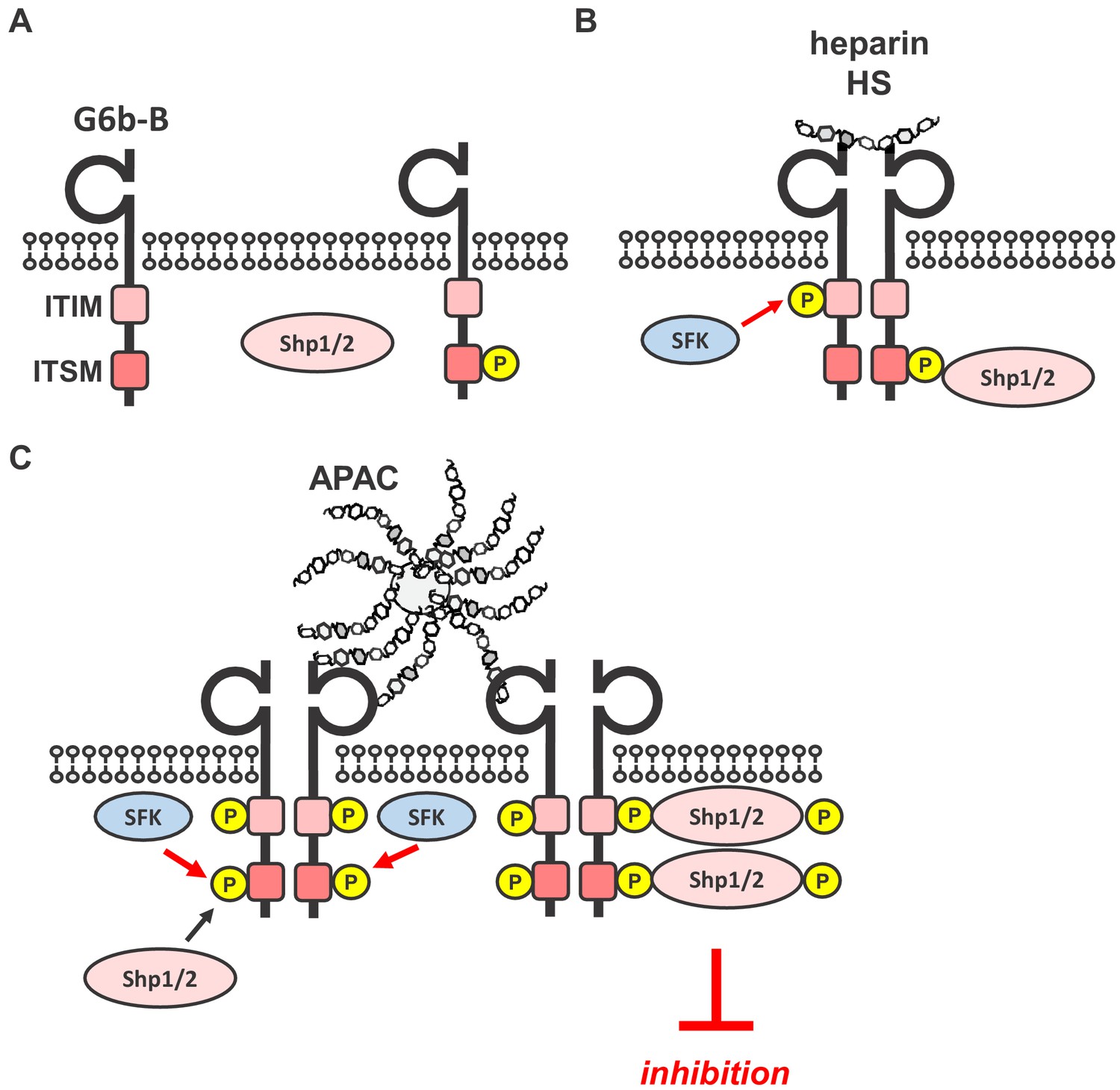 Heparan Sulfates Are Critical Regulators Of The Inhibitory Megakaryocyte Platelet Receptor G6b B Elife