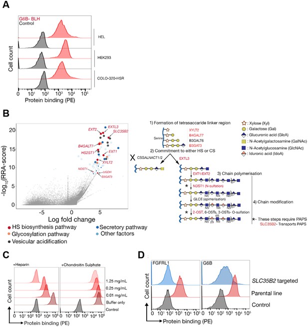 Figures And Data In Heparan Sulfates Are Critical Regulators Of The ...