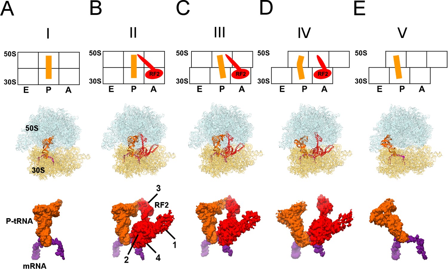 Extensive Ribosome And Rf2 Rearrangements During Translation Termination Elife