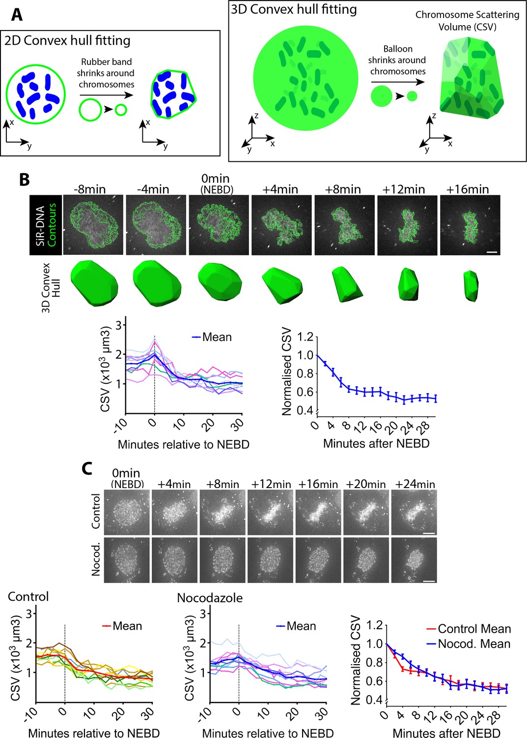 Contractile acto-myosin network on nuclear envelope remnants