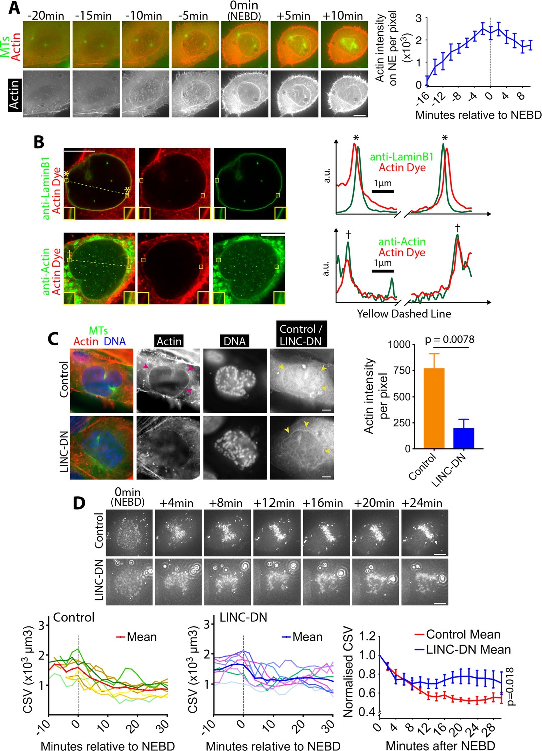 Contractile acto-myosin network on nuclear envelope remnants