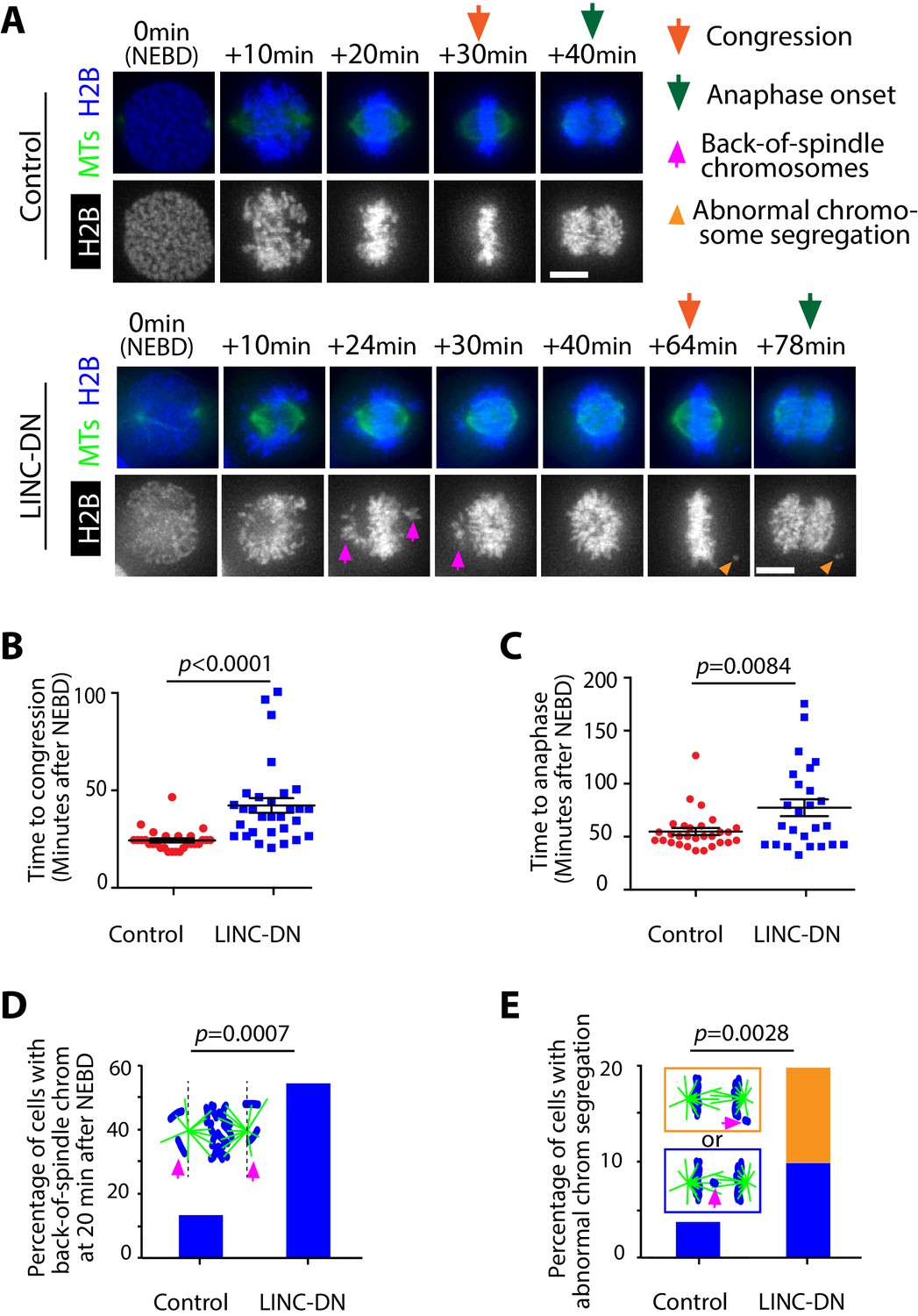 Figures And Data In Contractile Acto Myosin Network On Nuclear Envelope