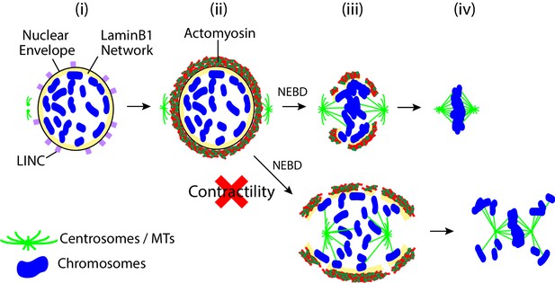 Contractile Acto Myosin Network On Nuclear Envelope Remnants Positions