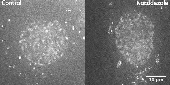 Oxidative guanine base damage plays a dual role in