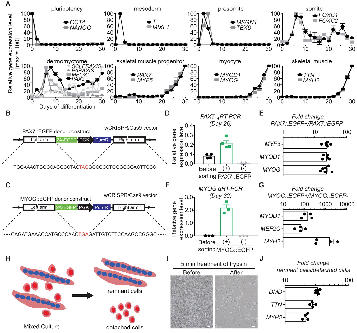 Figures And Data In Transcriptional Landscape Of Myogenesis From Human 