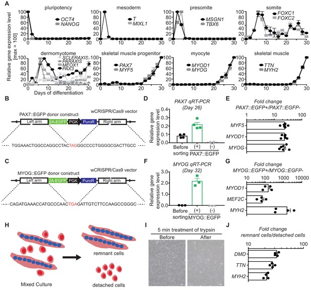 Figures and data in Transcriptional landscape of myogenesis from human ...