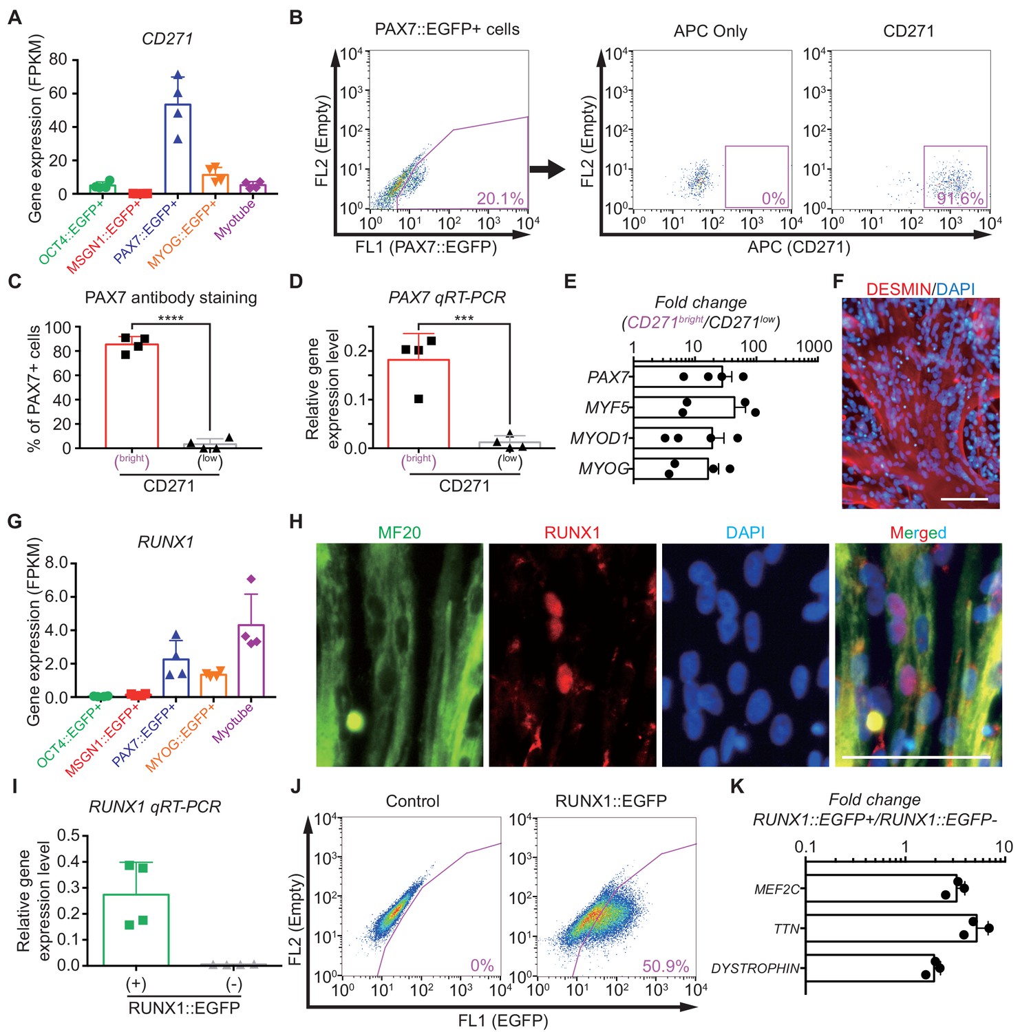 Figures and data in Transcriptional landscape of myogenesis from human ...