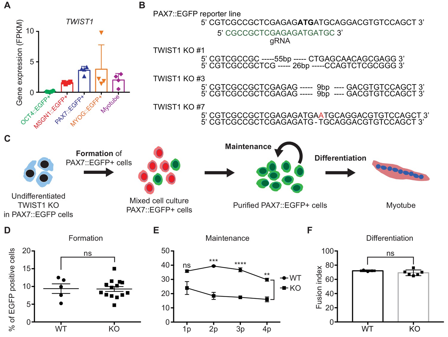 Transcriptional Landscape Of Myogenesis From Human Pluripotent Stem