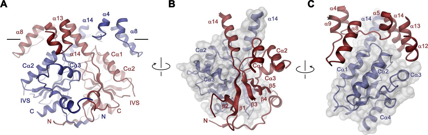 Cryo-EM structures and functional characterization of murine 