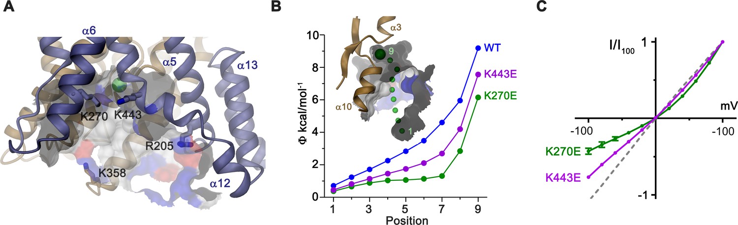 Cryo-EM structures and functional characterization of murine 