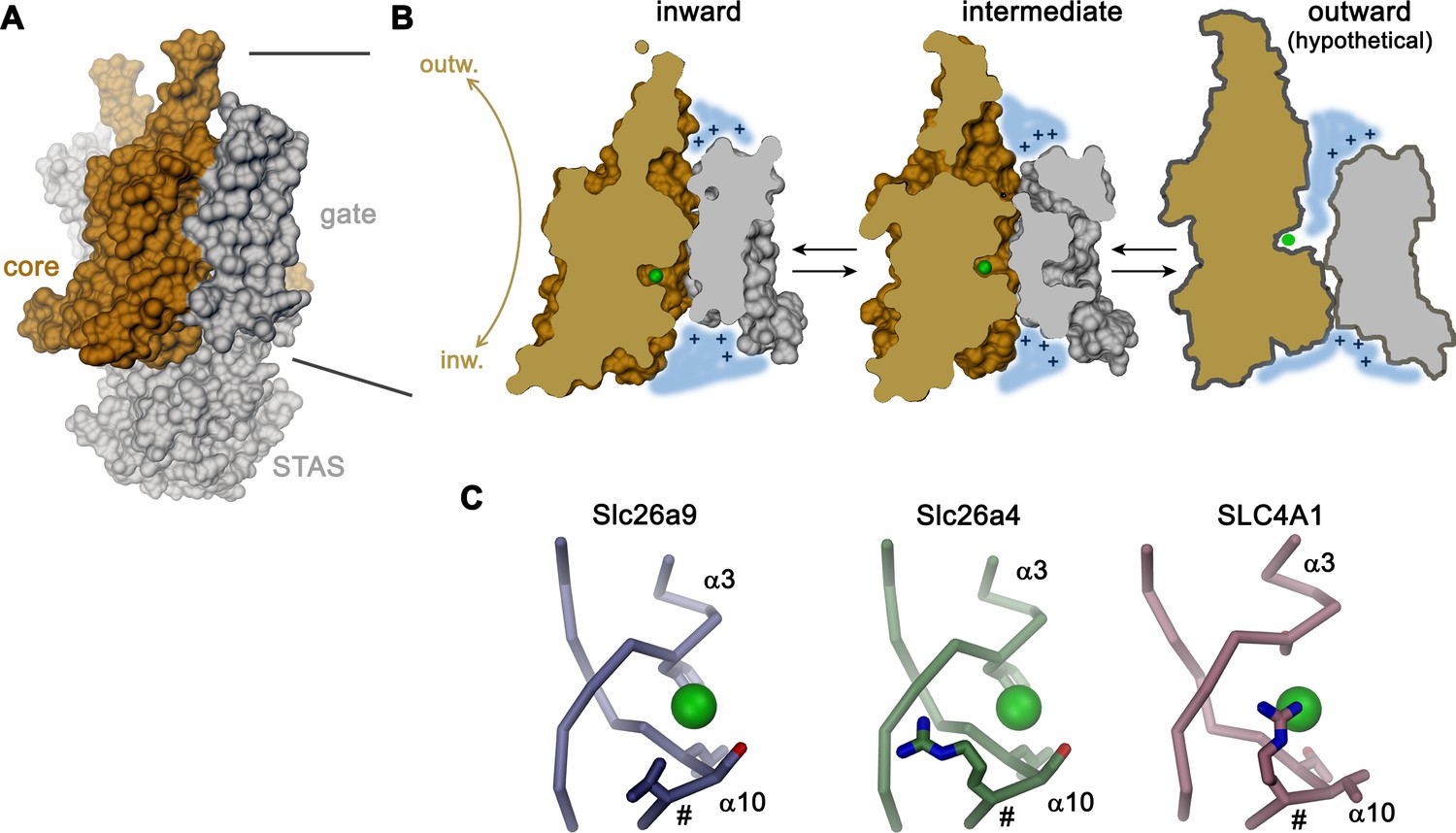 Cryo-EM structures and functional characterization of murine 