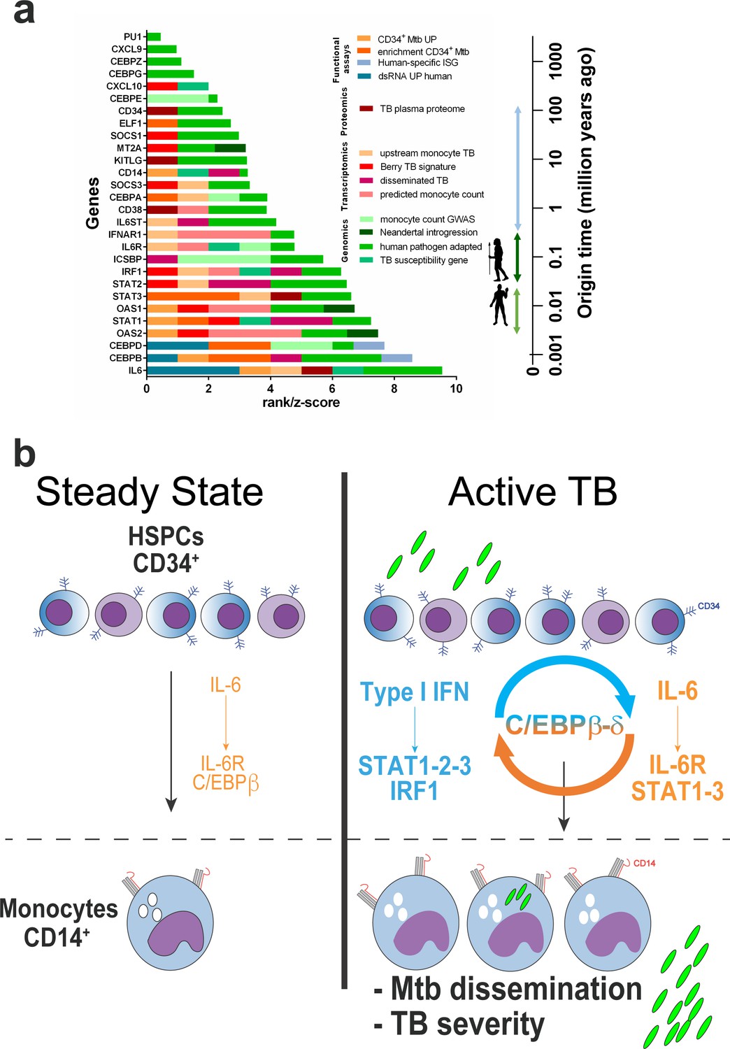 An Evolutionary Recent IFN/IL-6/CEBP Axis Is Linked To Monocyte ...