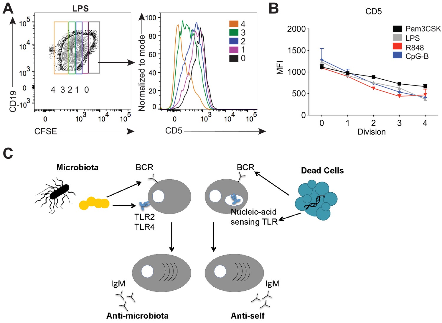 B Cell Receptor And Toll-like Receptor Signaling Coordinate To Control ...