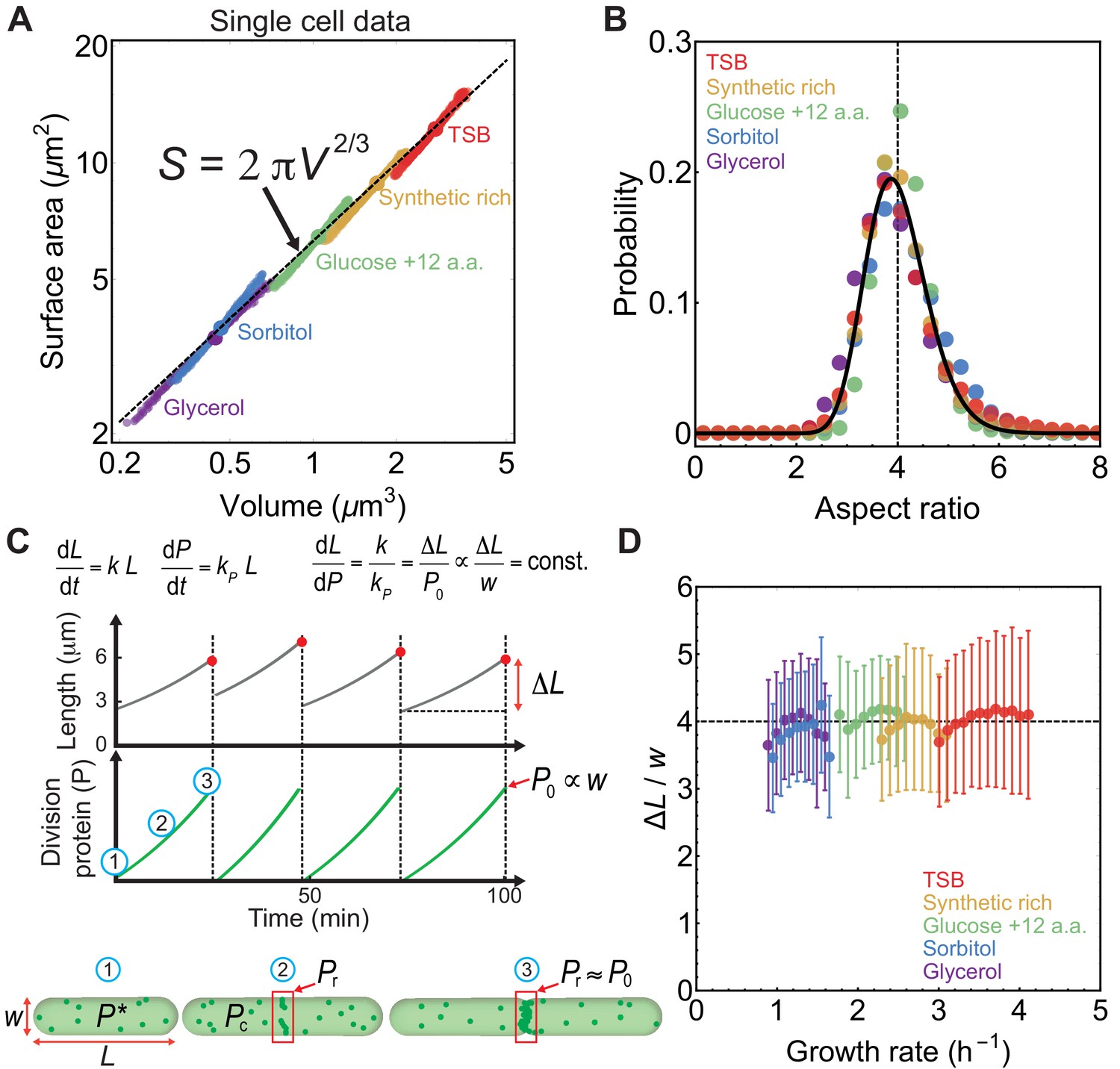 Surface-to-volume scaling and aspect ratio preservation in rod-shaped ...