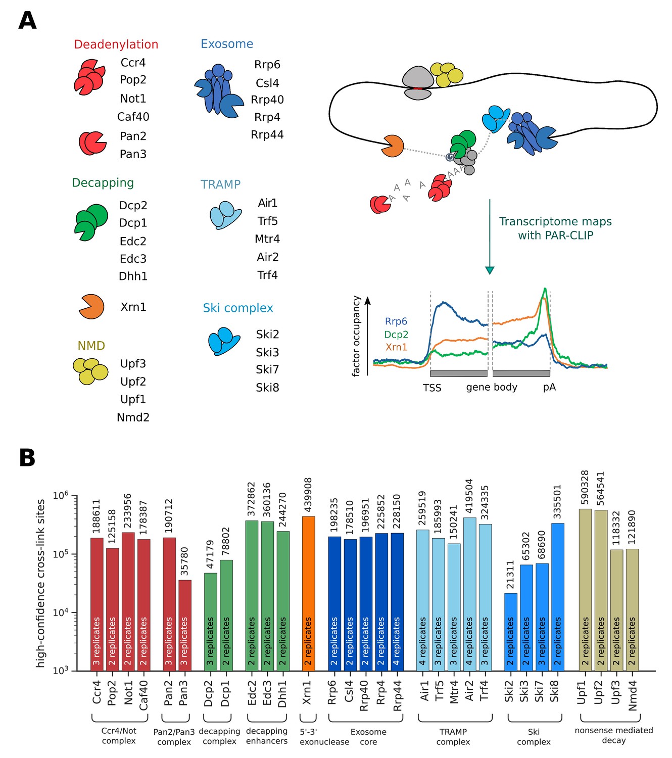 Transcriptome Maps Of General Eukaryotic Rna Degradation Factors Elife