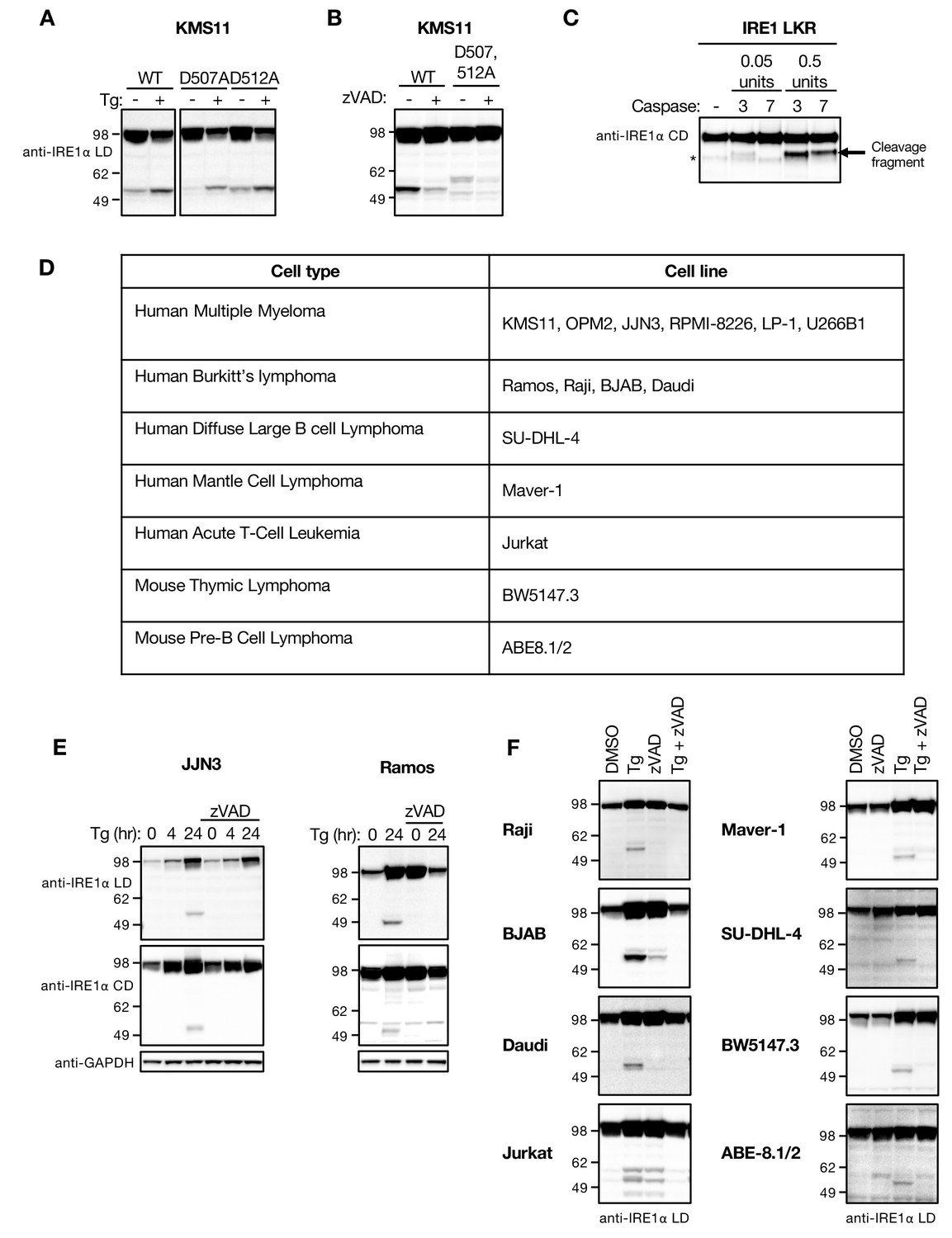 Figures and data in Caspase-mediated cleavage of IRE1 controls ...