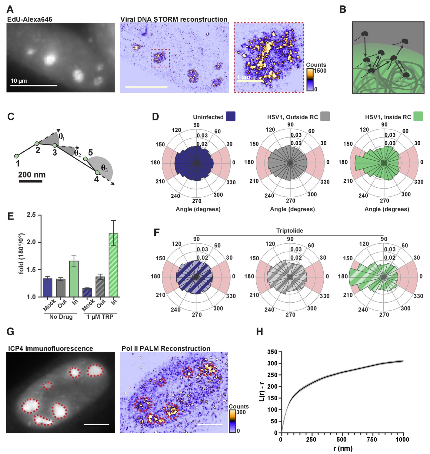 Evidence for DNA-mediated nuclear compartmentalization distinct from ...