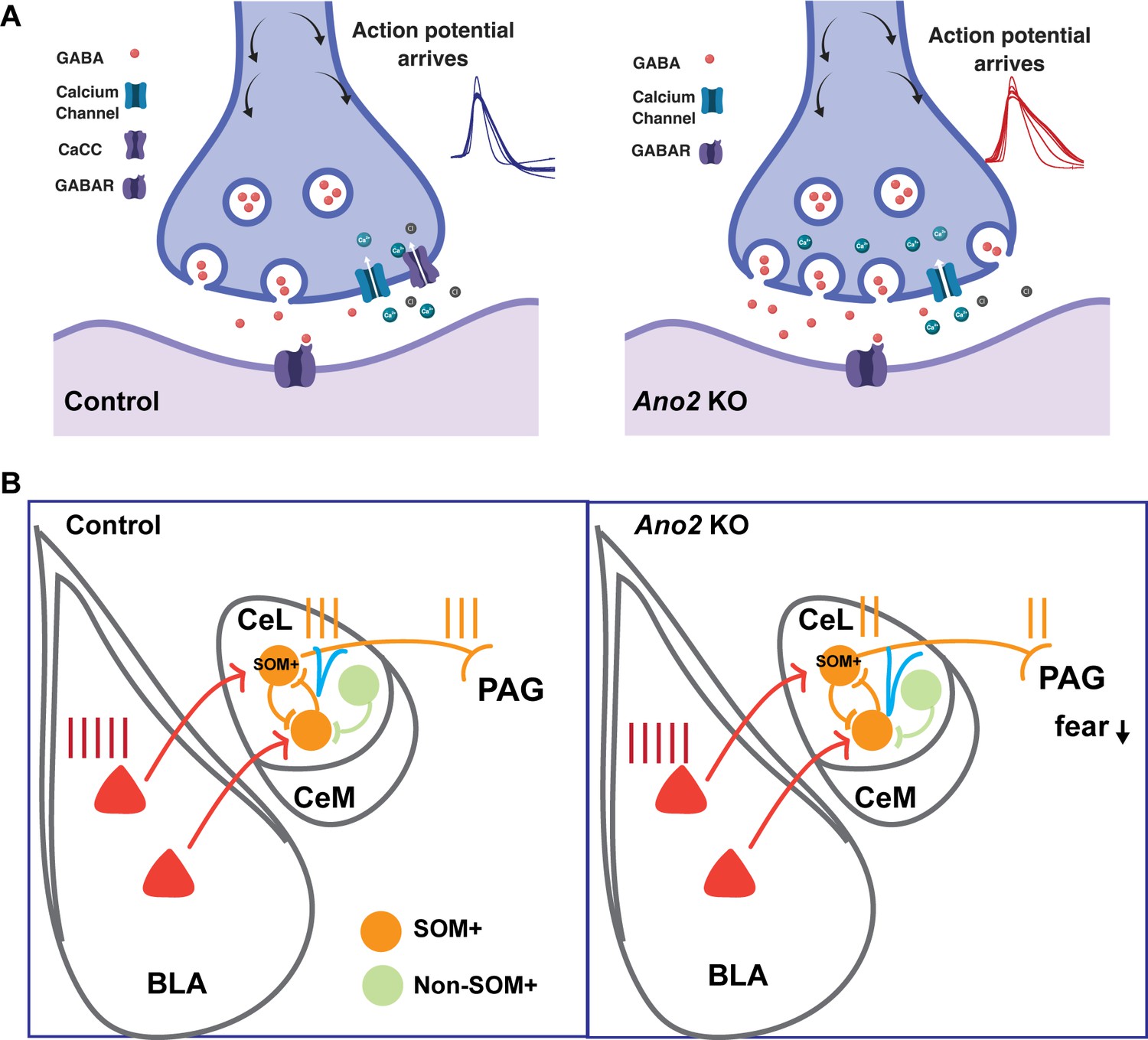 TMEM16B Regulates Anxiety Related Behavior And GABAergic Neuronal