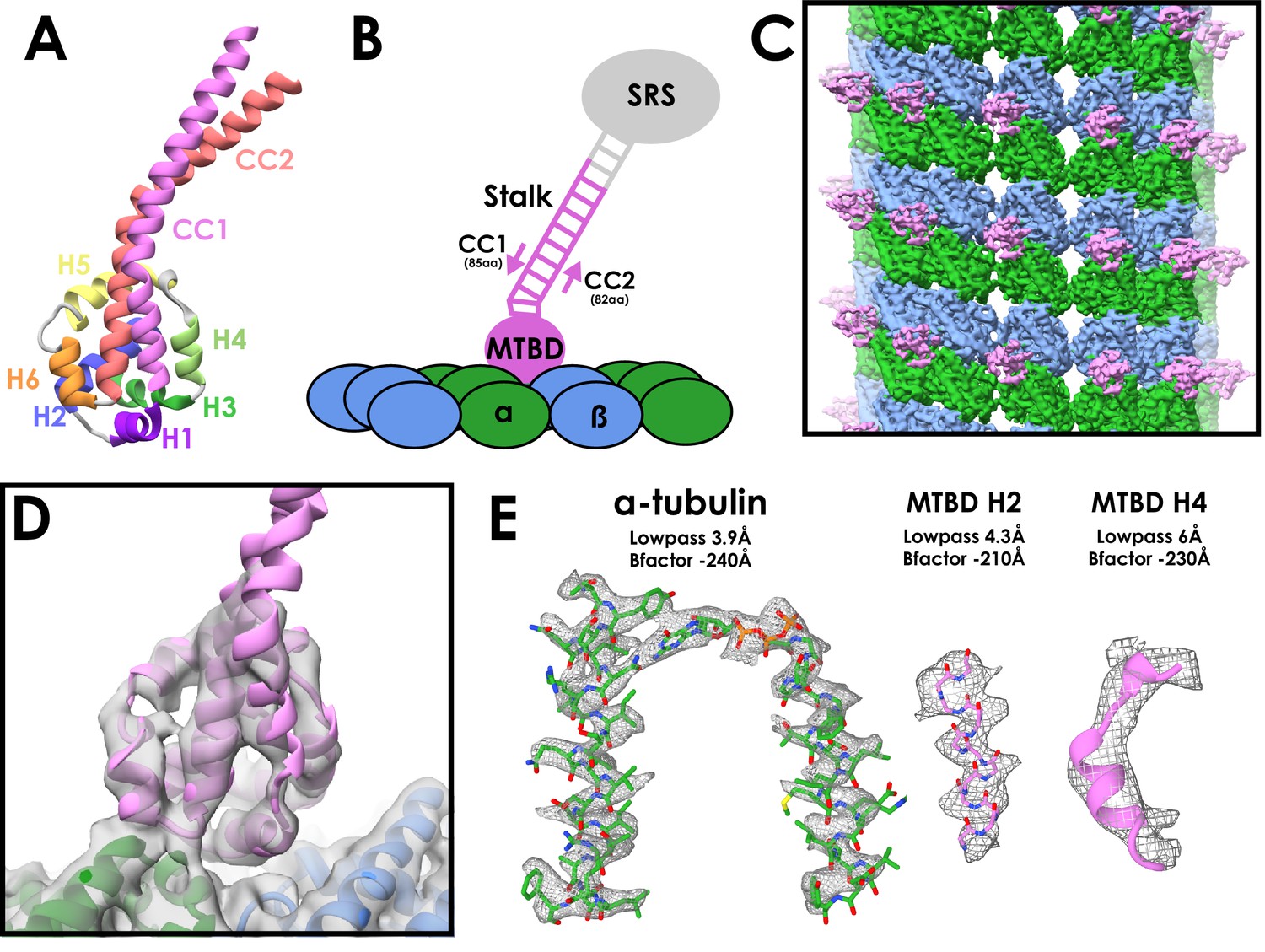 Figures And Data In Cryo-EM Of Dynein Microtubule-binding Domains Shows ...