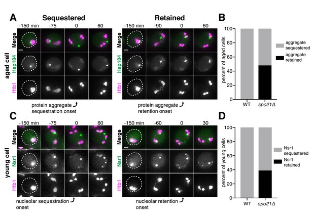 Meiotic Cellular Rejuvenation Is Coupled To Nuclear Remodeling In