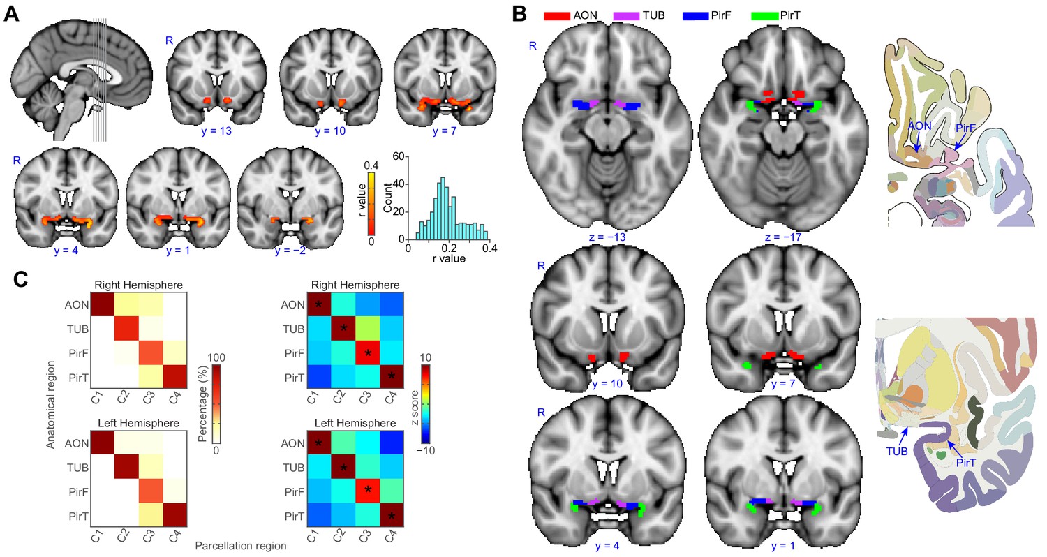 Characterizing Functional Pathways Of The Human Olfactory System | ELife