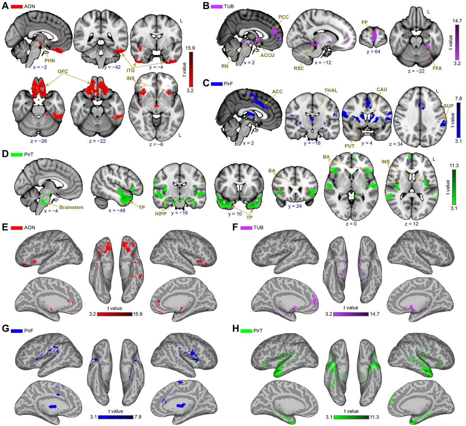 Characterizing Functional Pathways Of The Human Olfactory System | ELife