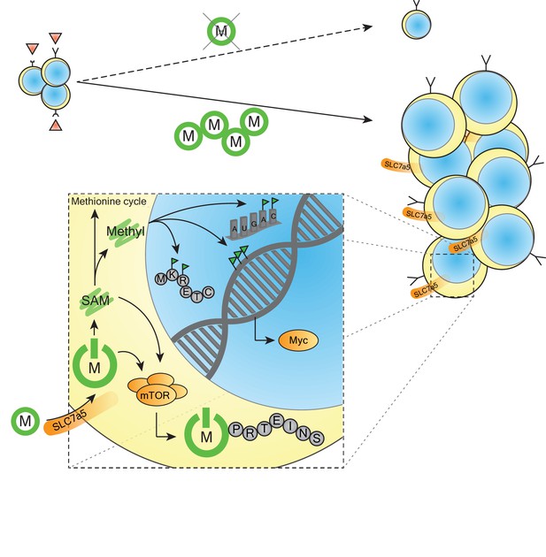 T Cell Activation: The importance of methionine metabolism | eLife