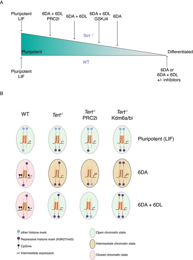 Telomere Dysfunction Cooperates With Epigenetic Alterations To Impair ...