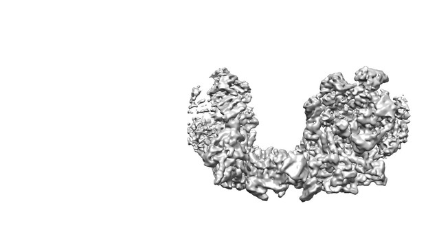 Figures and data in Ctf4 organizes sister replisomes and Pol α into a ...