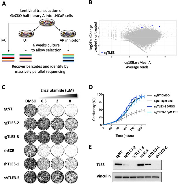 Figures And Data In Tle Loss Confers Ar Inhibitor Resistance By