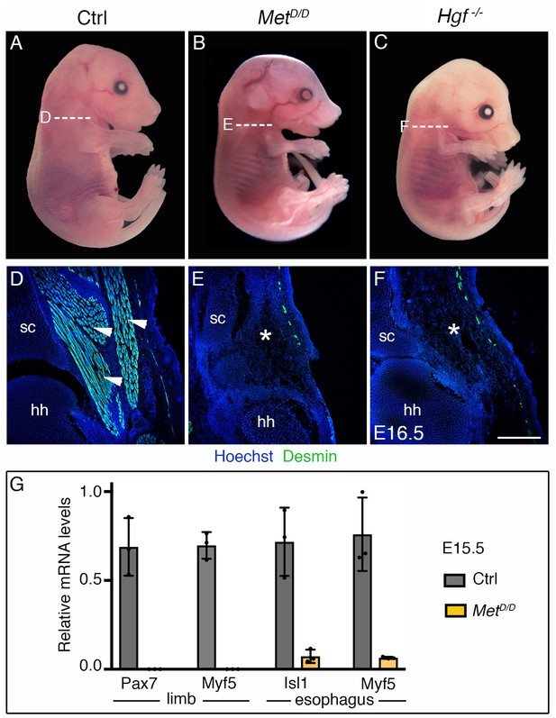 Figures And Data In A Distinct Cardiopharyngeal Mesoderm Genetic