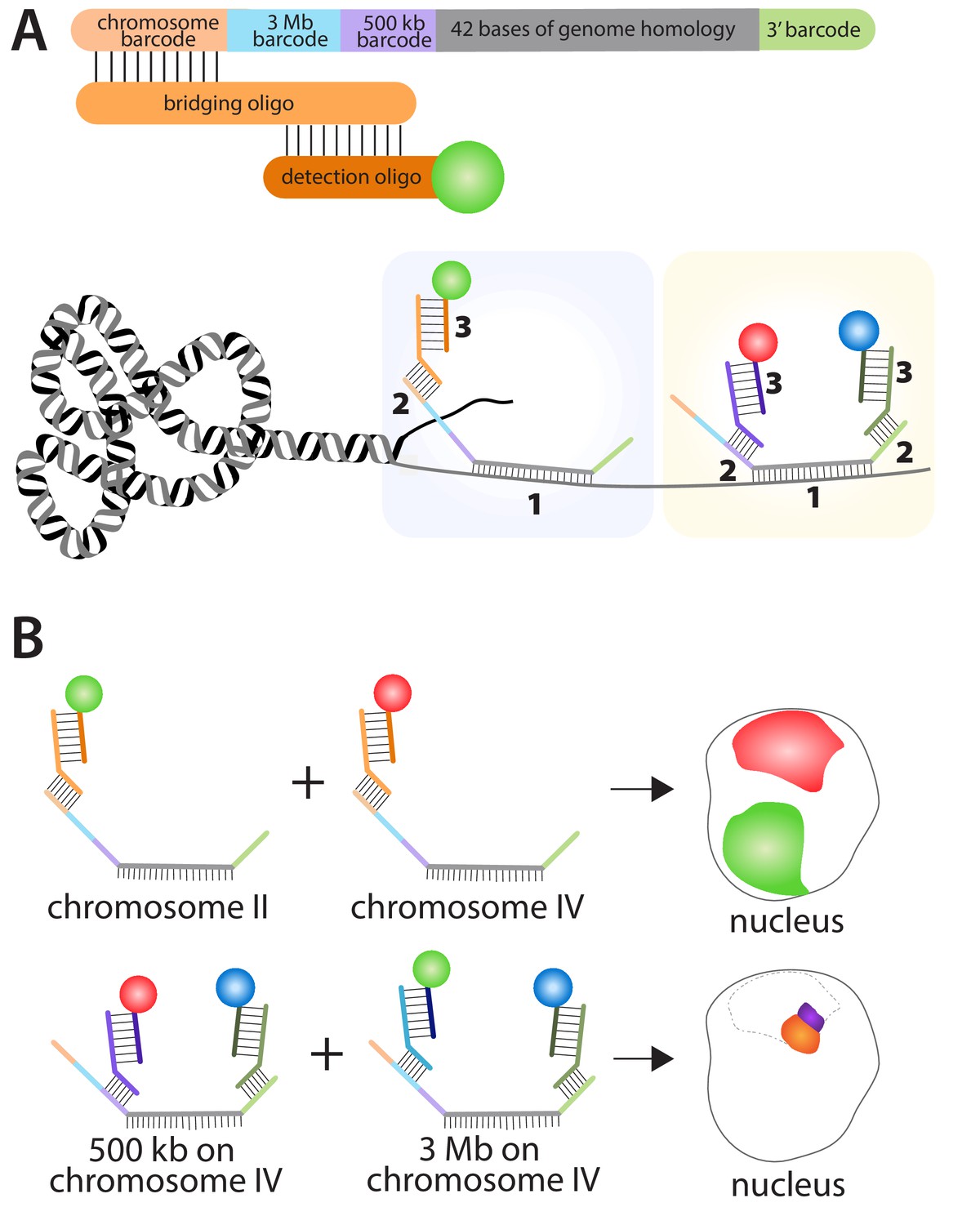 Genome Organization Painting chromosomes in the nucleus eLife