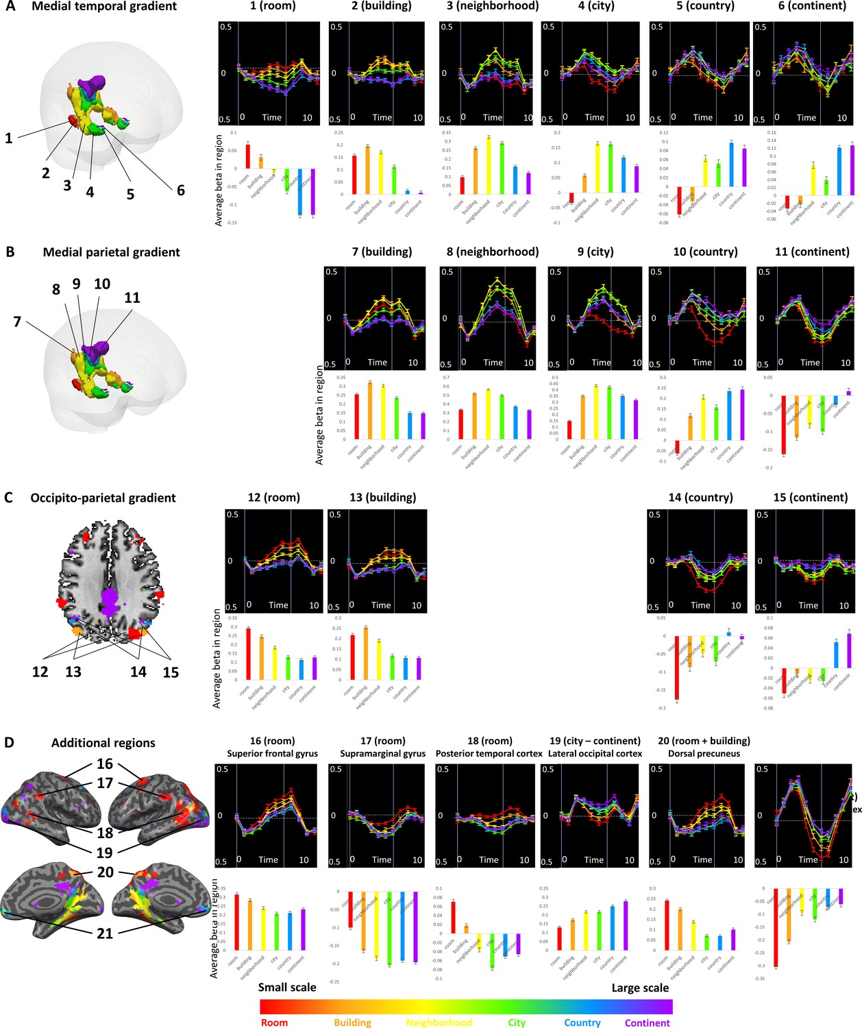 Figures And Data In Processing Of Different Spatial Scales In The Human ...