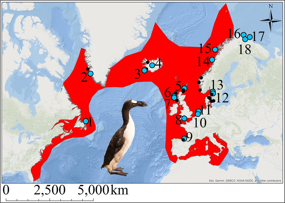 Demographic reconstruction from ancient DNA supports rapid extinction of the great auk eLife