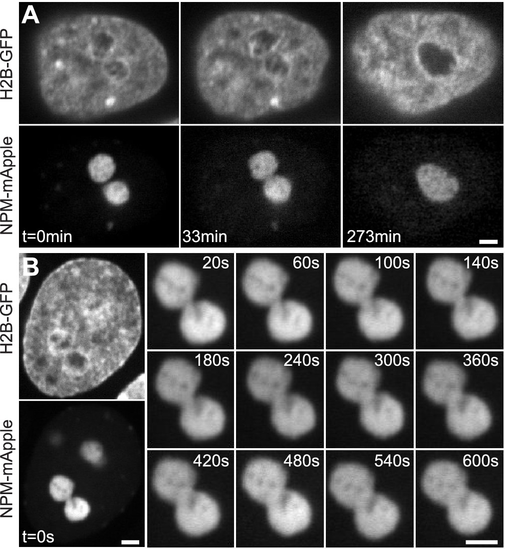 Figures and data in Nucleolar dynamics and interactions with Biology Diagrams