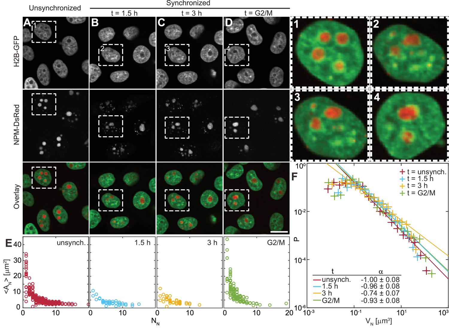 Figures and data in Nucleolar dynamics and interactions with Biology Diagrams