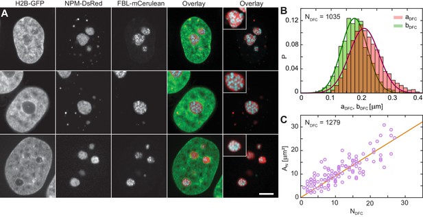 Figures and data in Nucleolar dynamics and interactions with ... Biology Diagrams