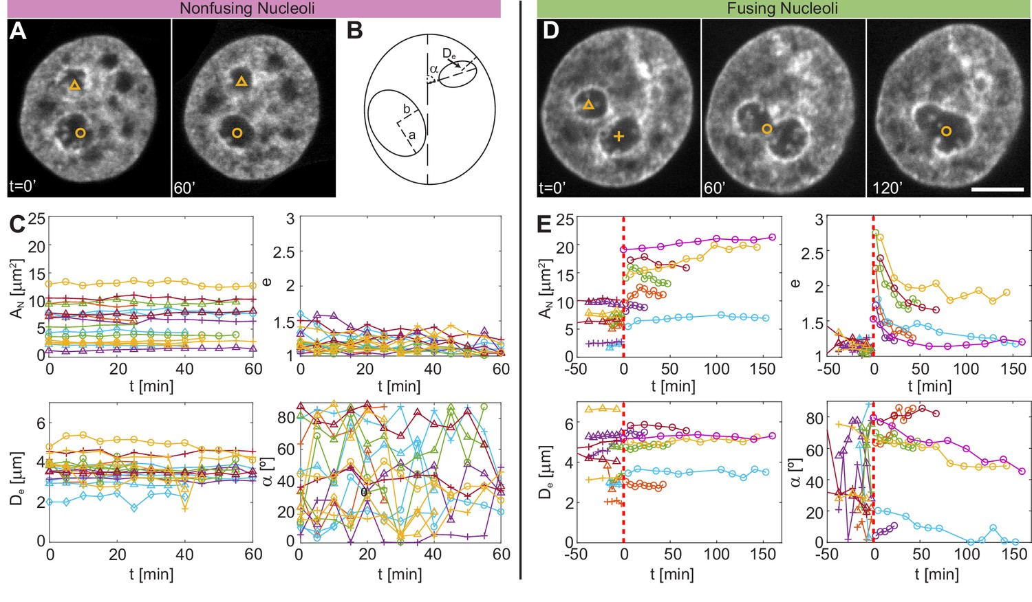 Figures and data in Nucleolar dynamics and interactions with ... Biology Diagrams