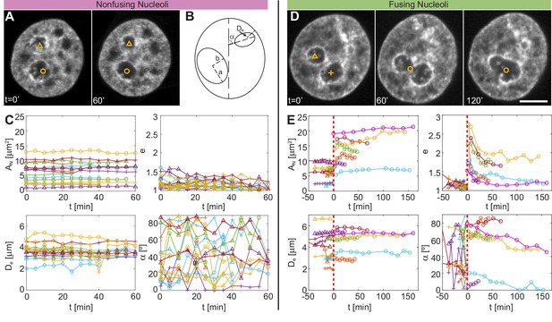 Nucleolar dynamics and interactions with nucleoplasm in living cells Biology Diagrams